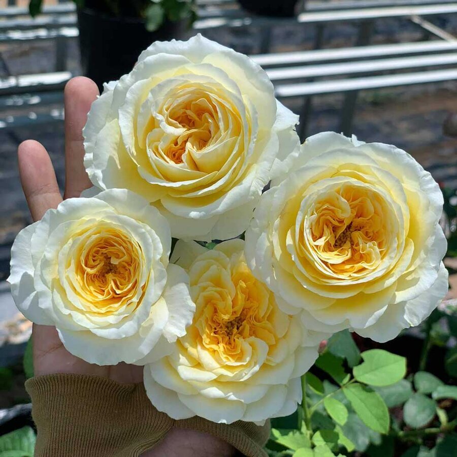 Hoa hồng ngoại Beatrice