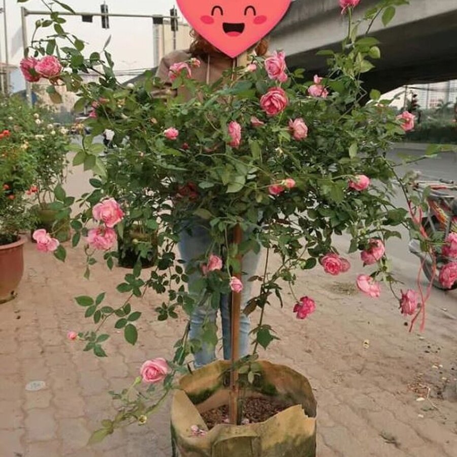 Hồng cổ Sapa tree rose