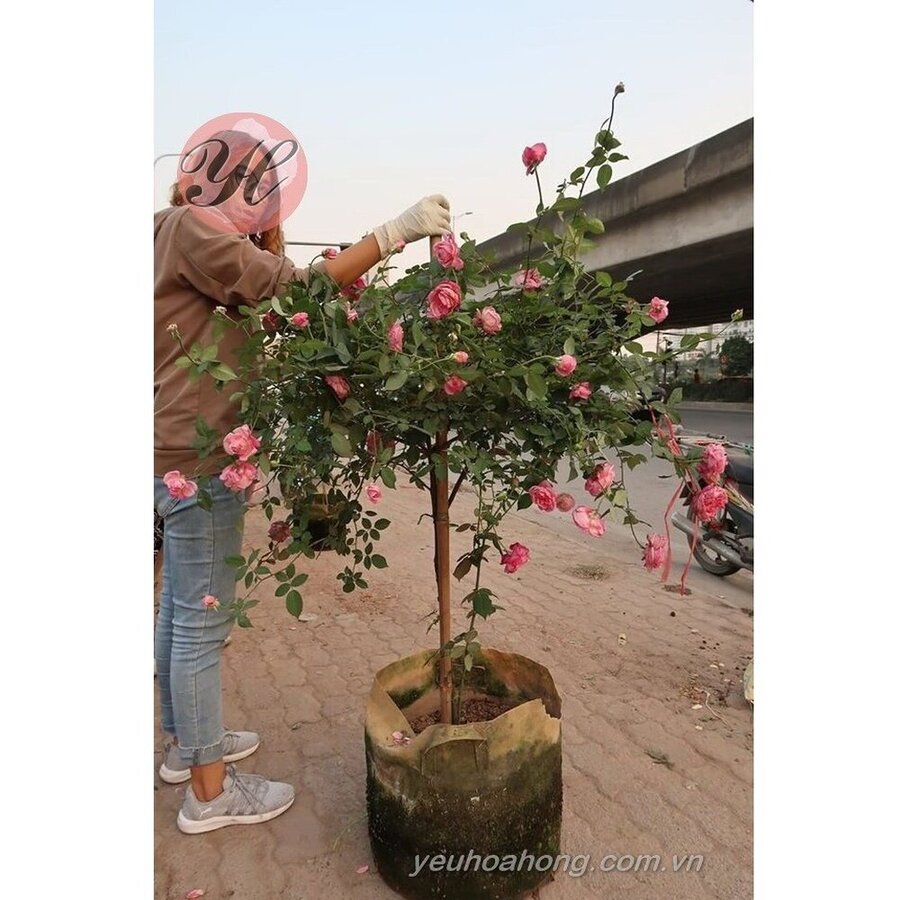 Hồng cổ sapa cây cao 1,5m