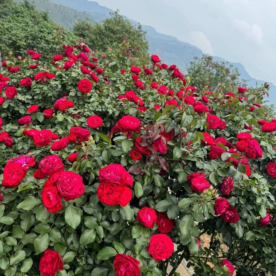 Hồng cổ Sapa màu đỏ sen