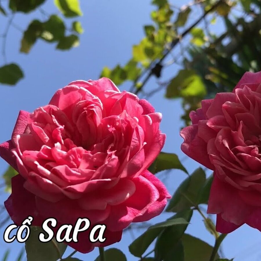 Hồng cổ SaPa khoe sắc lung linh