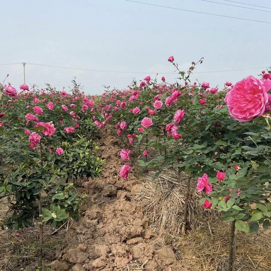 Chăm sóc hồng cổ Sapa