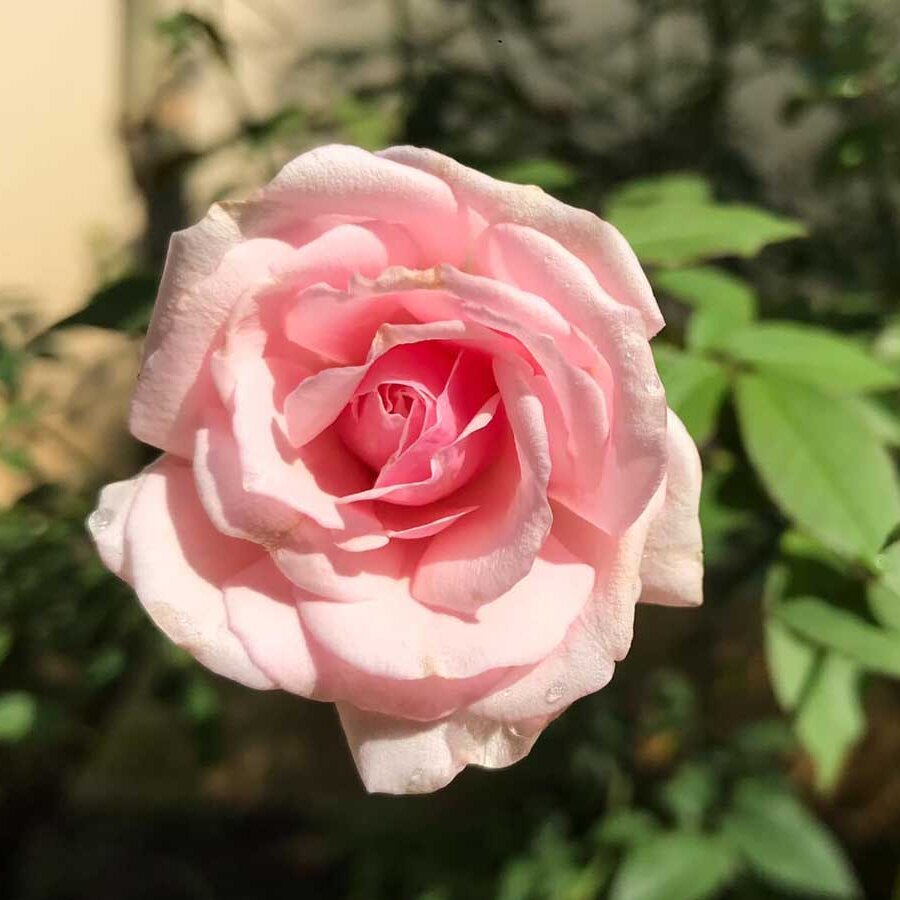 Hồng cổ đào cây bụi