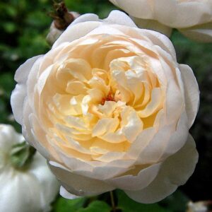 hoa hong glamis castle 1