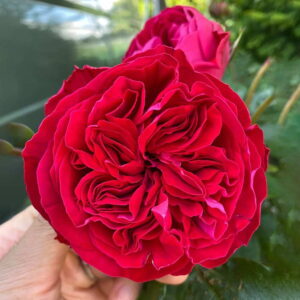 hoa hong kate mau do david austin 1