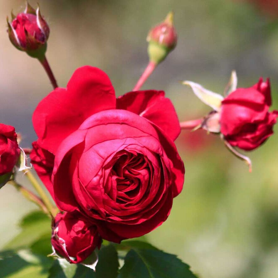 Hồng leo Red Eden rose
