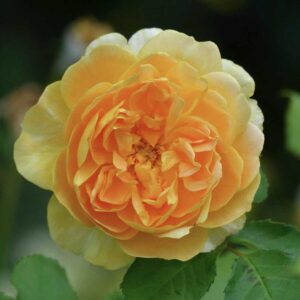 hoa hong molinuex 1 1 6