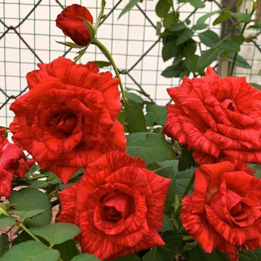 hoa hong ngoai red intuition 1000x667 1