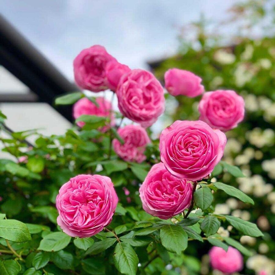 hoa hong nhat ban miyako rose 2
