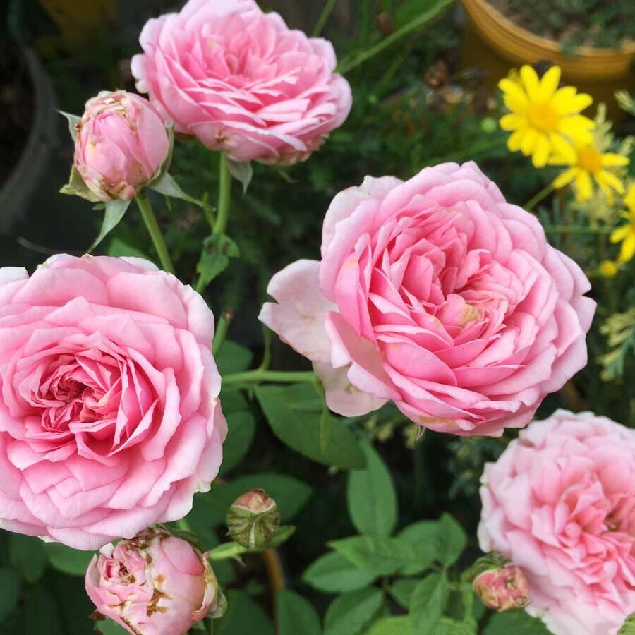 hoa hong nhat ban miyako rose 3