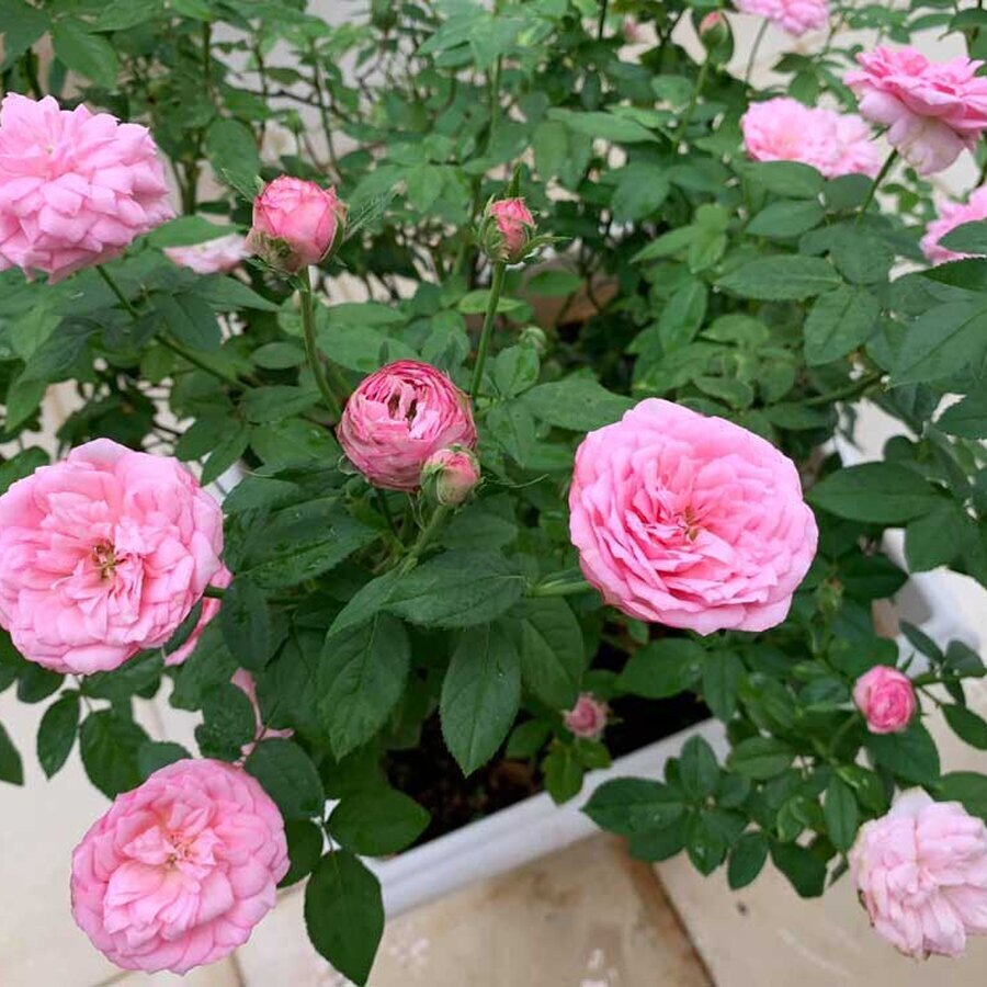 hoa hong nhat ban miyako rose 4