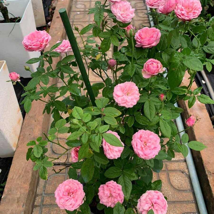 hoa hong nhat ban miyako rose 5