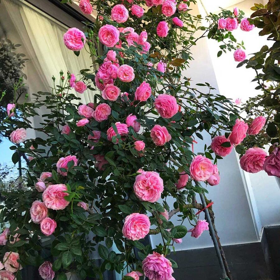 hoa hong nhat ban miyako rose 6