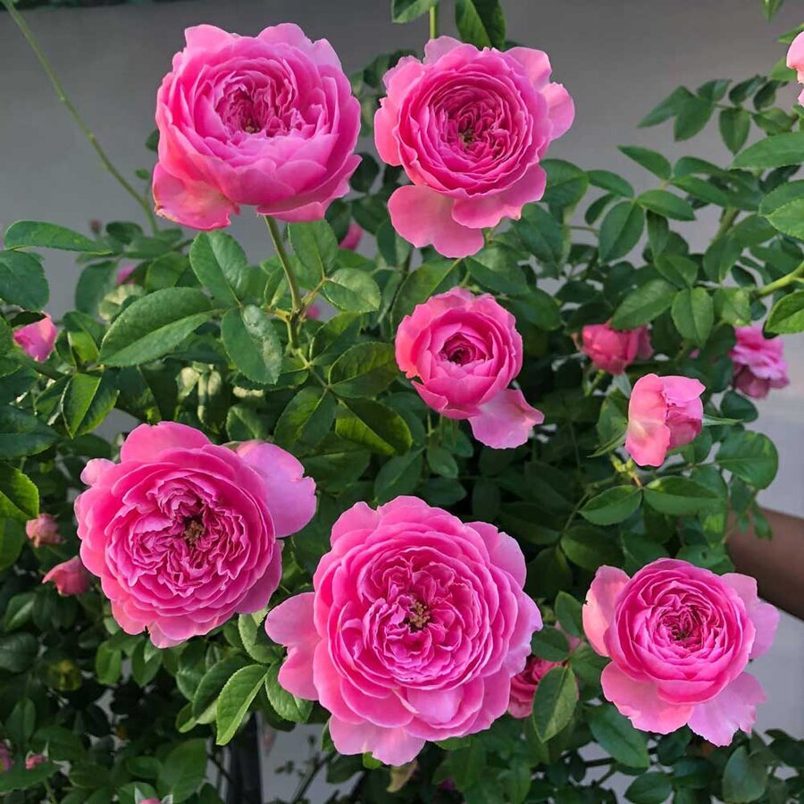 hoa hong nhat for your home rose 2