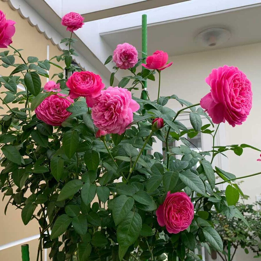 hoa hong nhat for your home rose 4