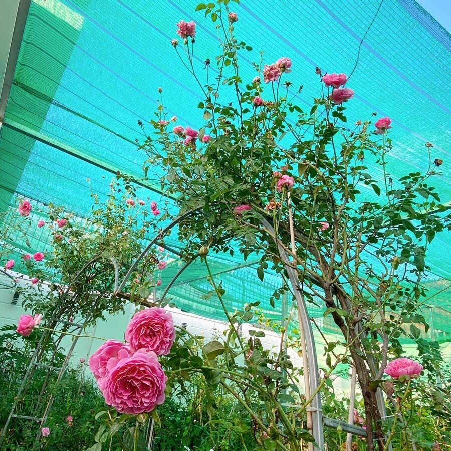 hoa hong nhat for your home rose 7