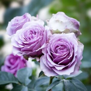 hoa hong quicksilver rose11 66ab1ef4c3531