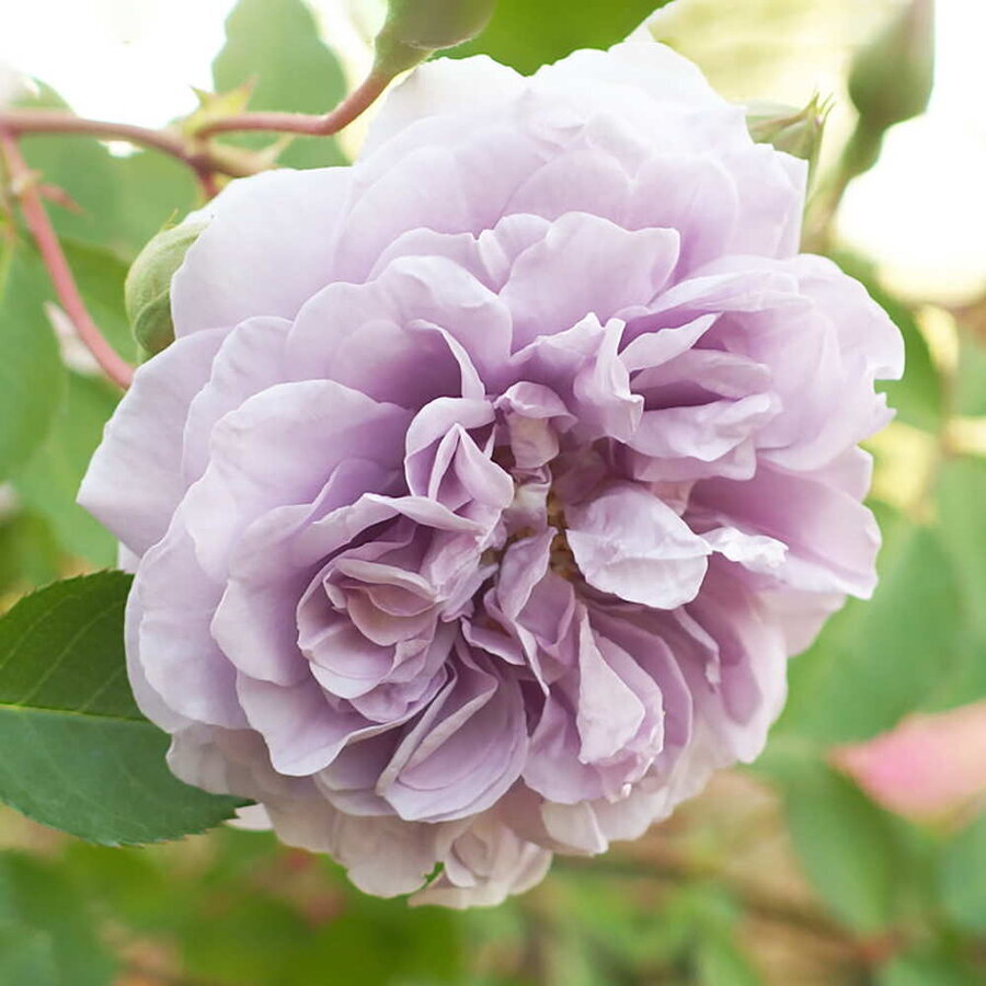 hoa hong raniny blue 2