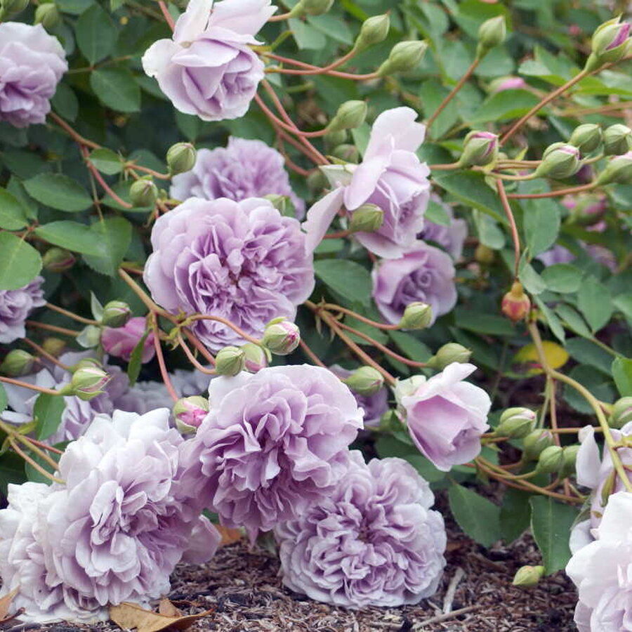 hoa hong raniny blue 3