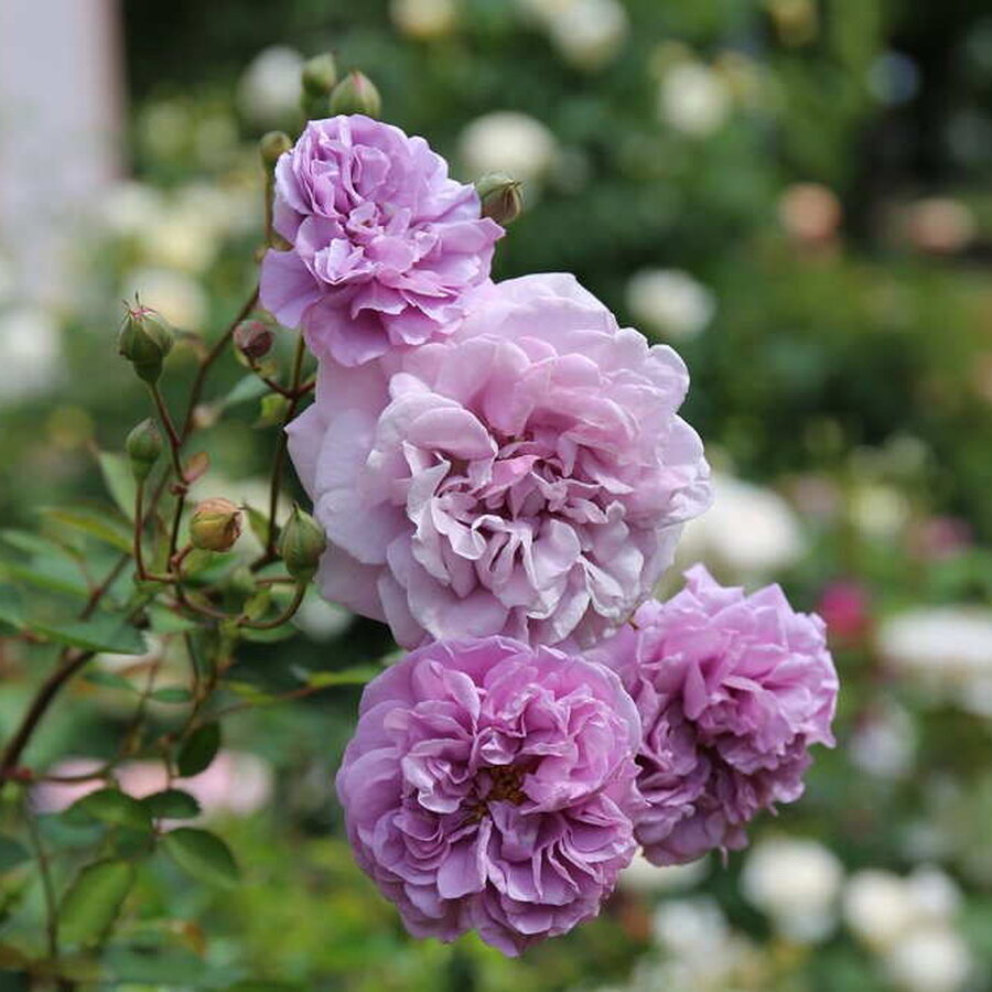 hoa hong raniny blue 6