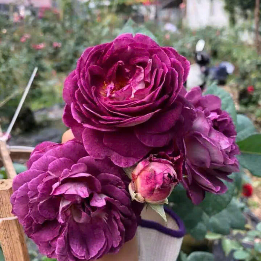 Hoa hồng Society rose