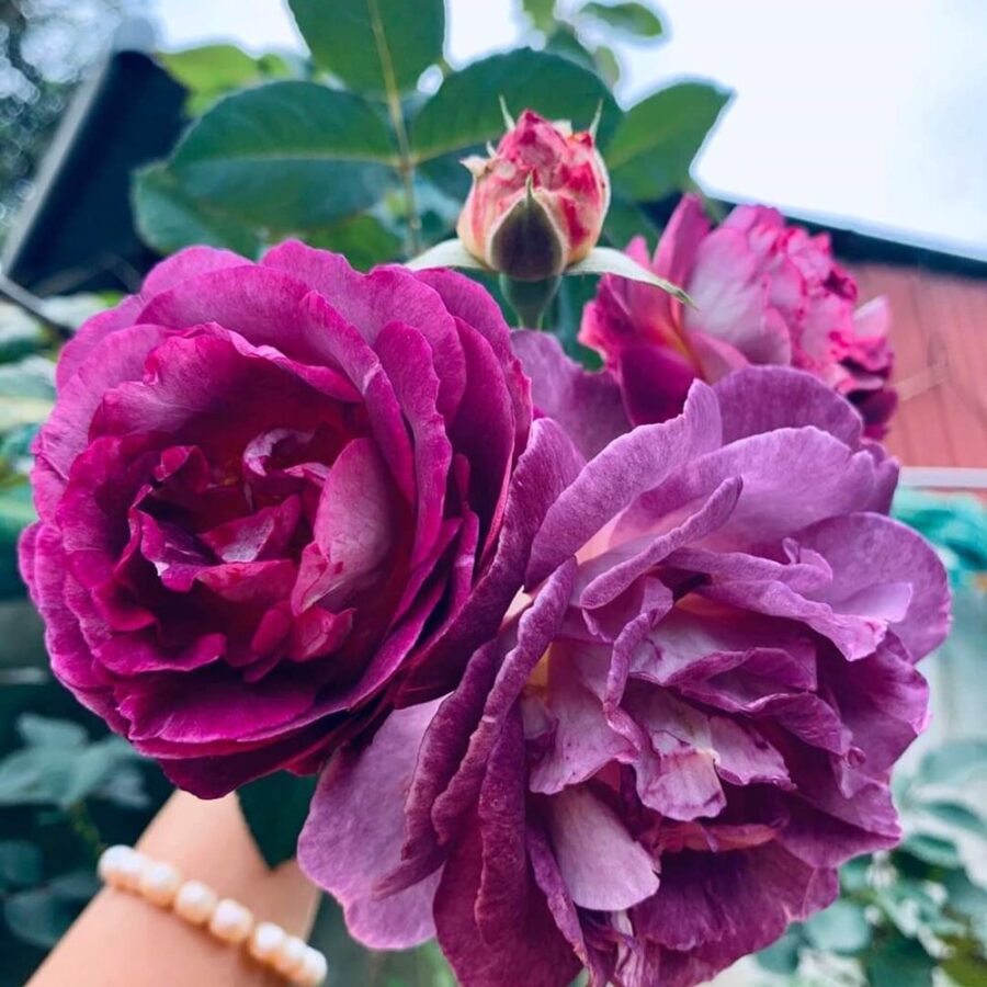 hoa hong society rose mau tim la lung img 688e05ae1e140