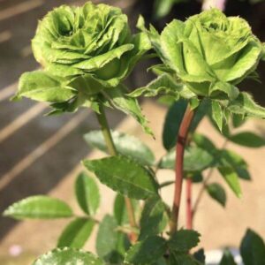 hoahongxanh 240508062508