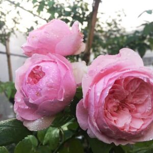 hong carey 2 276bffe0cd0e44578099f90530146ad5