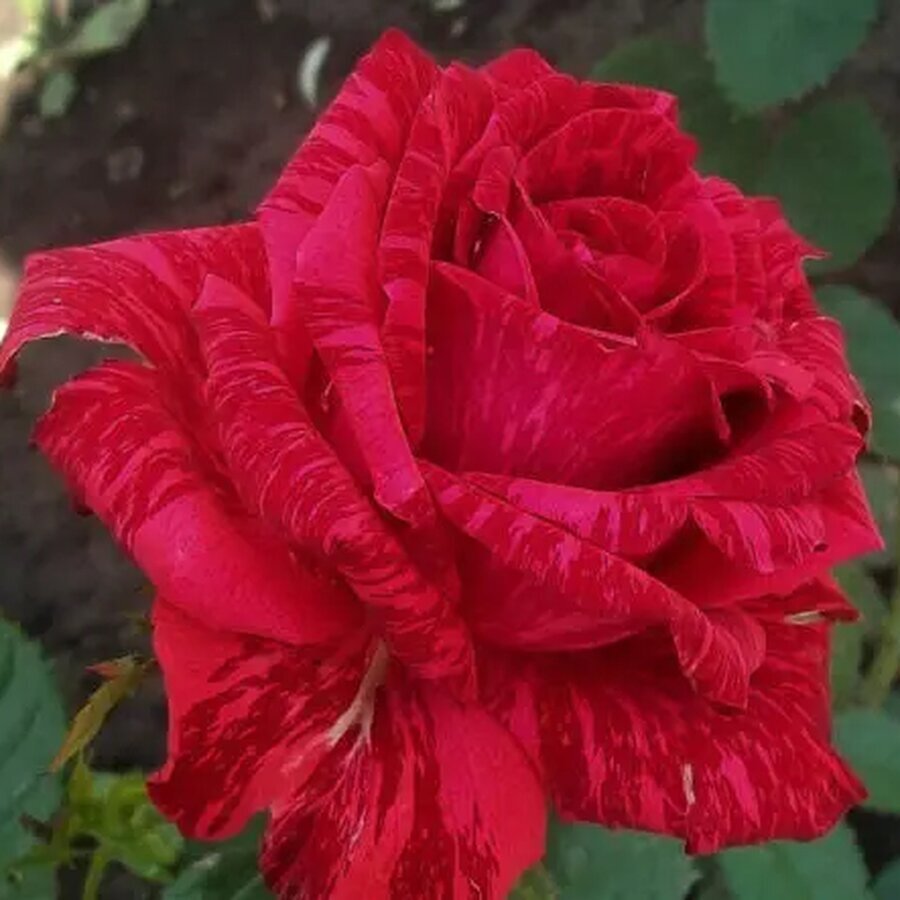 hybrid tea rose red intuition red intuition photo planting and care 2