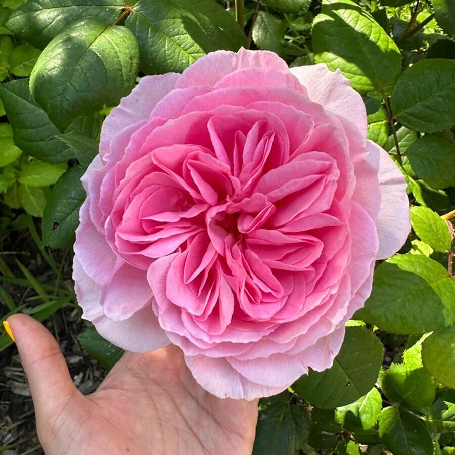 more david austin roses in bloom today v0 sqakjudf2e2b1