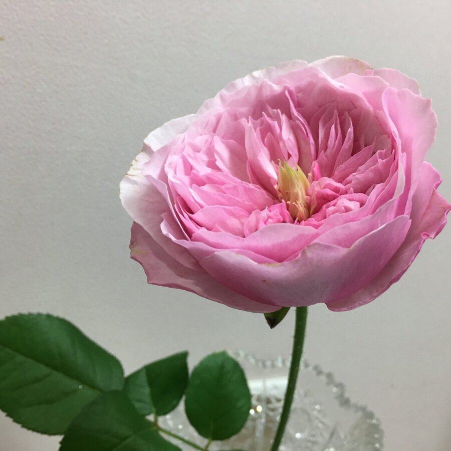 Hoa hồng Carey David Austin rose