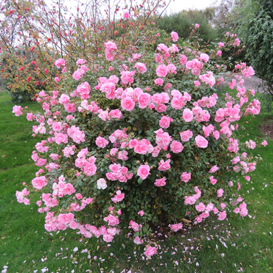 rosa bonica end sept 918x1000 1