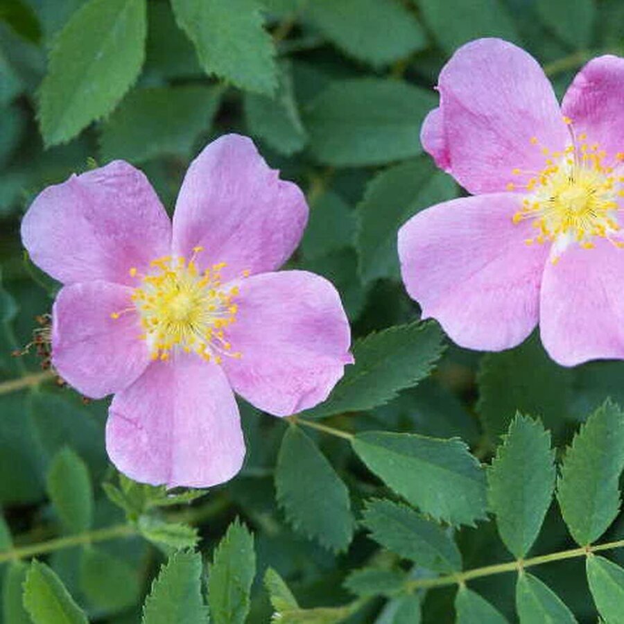 Hoa hồng Woods' Rose