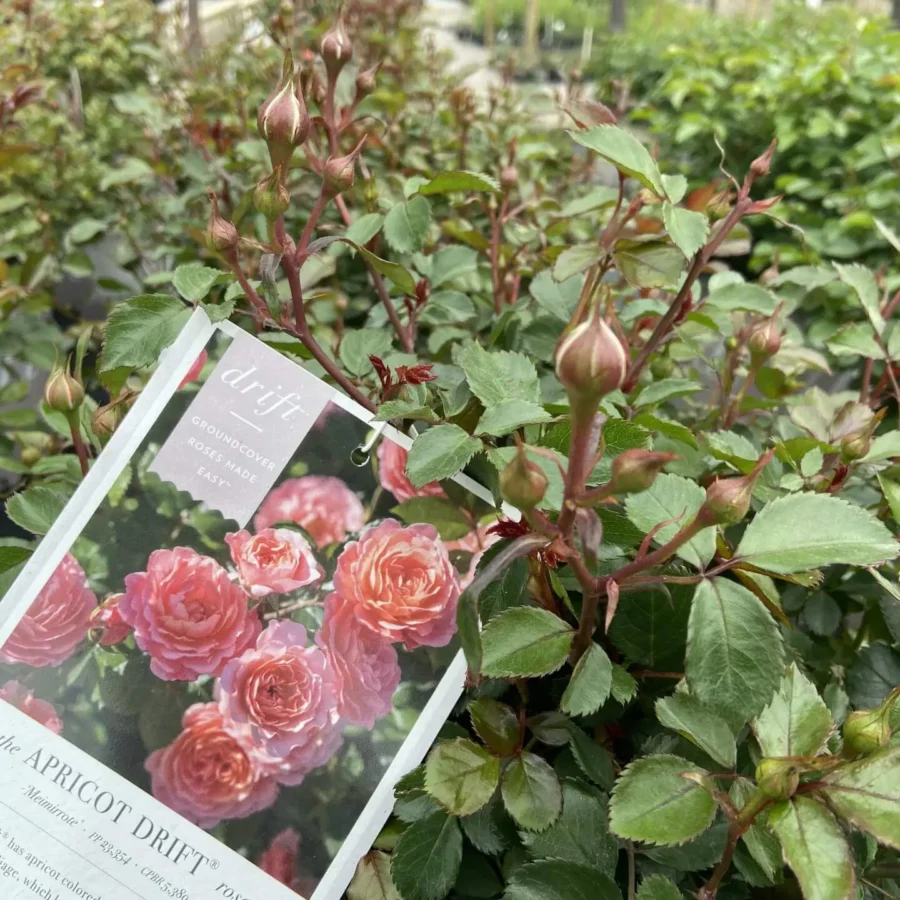 rose drift apricot 3g 759228