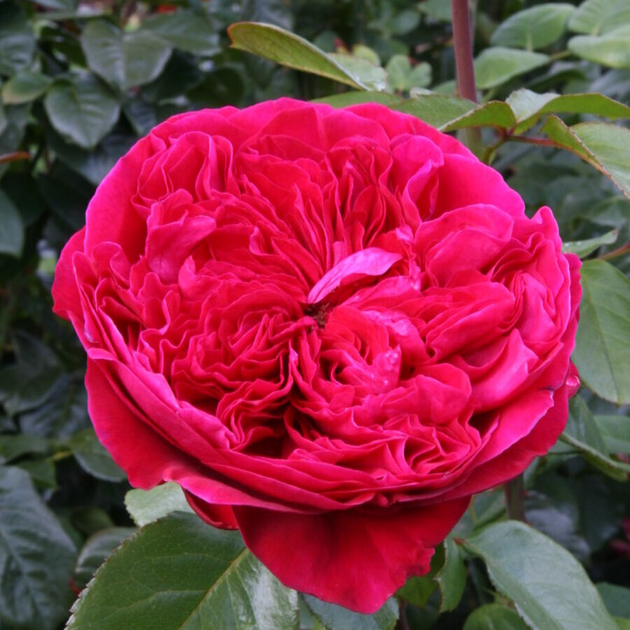 Hồng Rouge Royal loài hoa hương sắc vượt trội