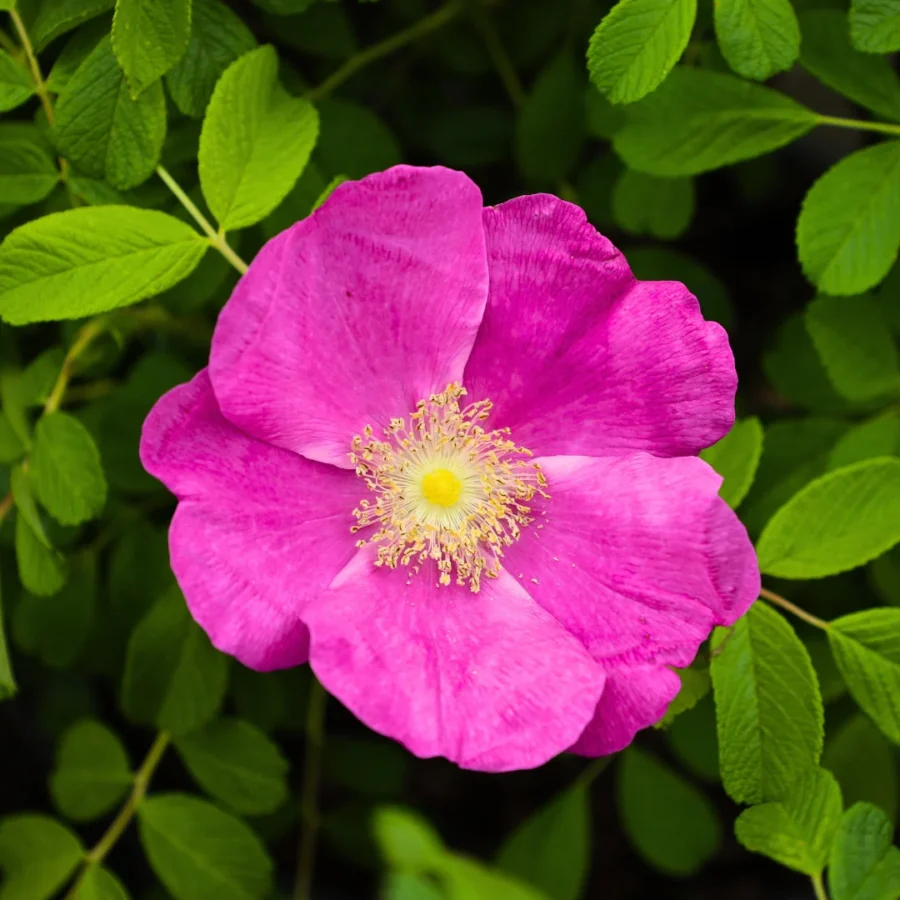 rugosa rose 30527715475498