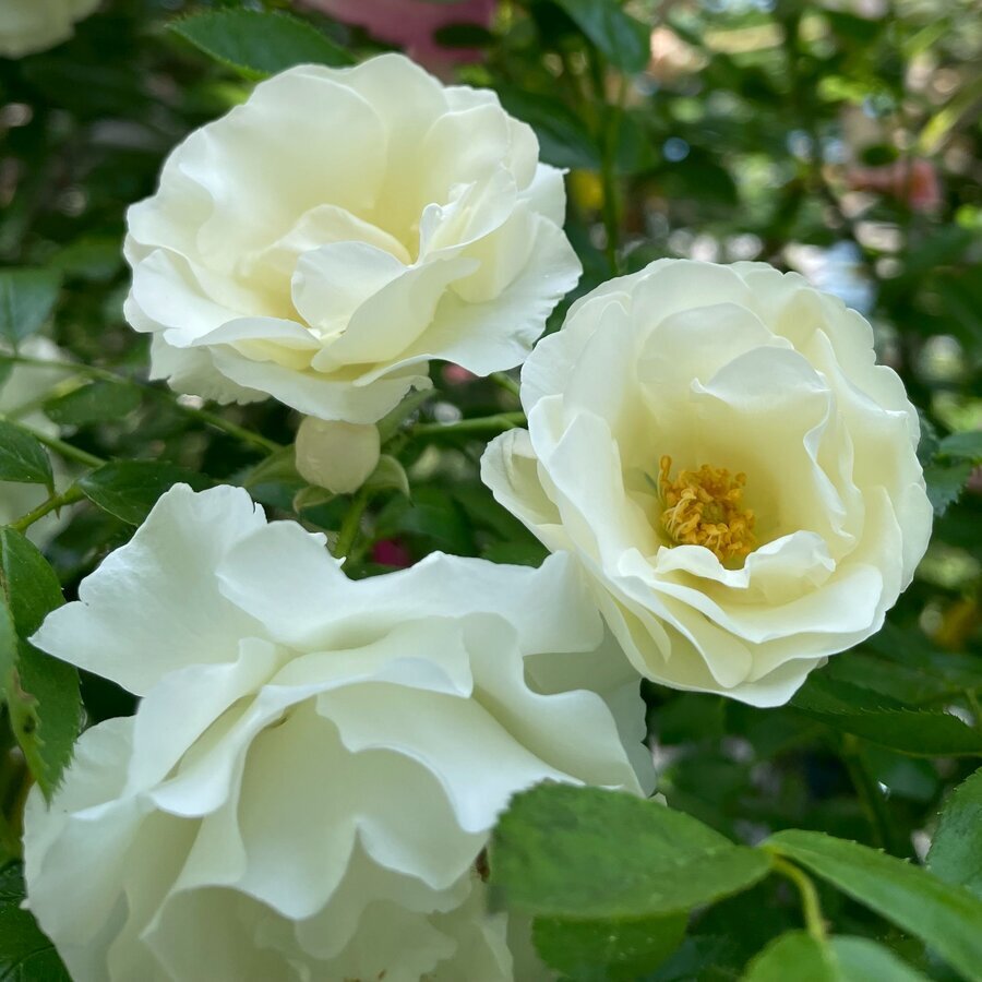 Hoa hồng summer snow rose loại hoa hồng bụi siêu hoa