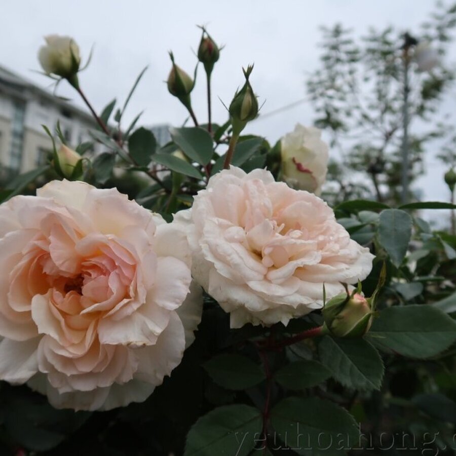 Hoa hồng ngoại Step funny rose