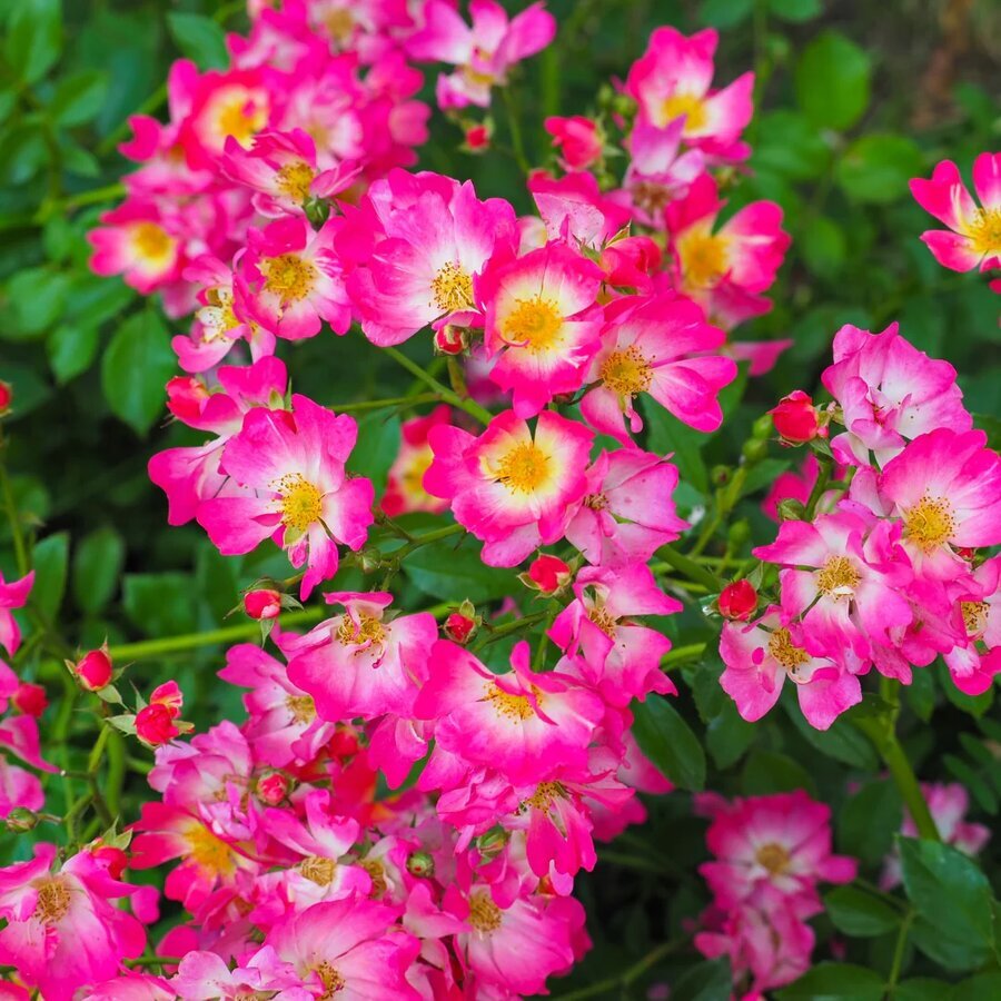Hoa hồng Pink Drift