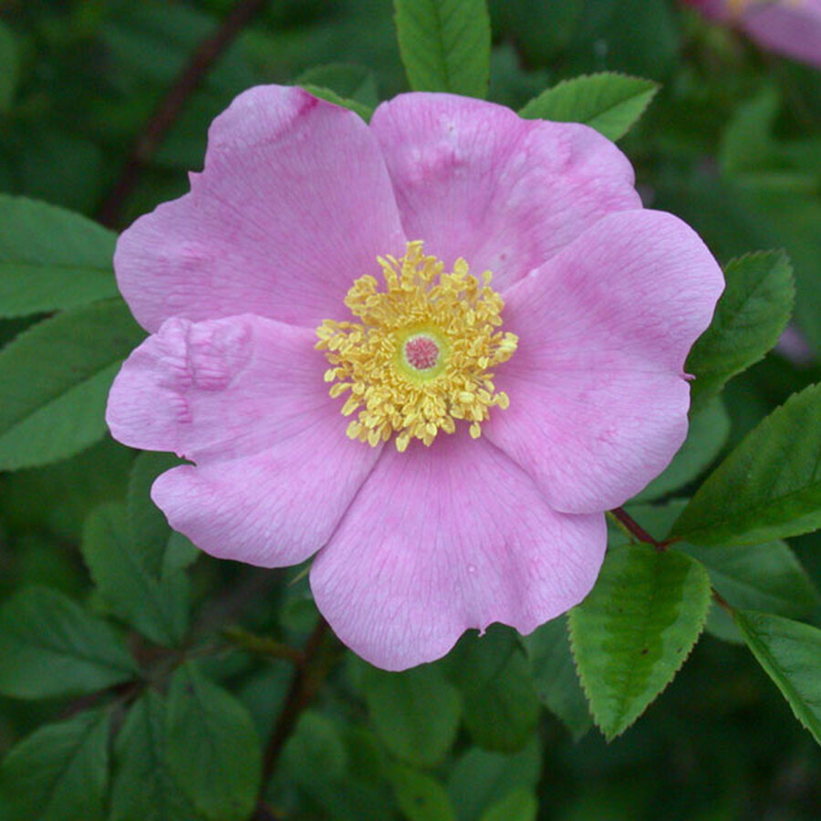 Hoa hồng Swamp Rose