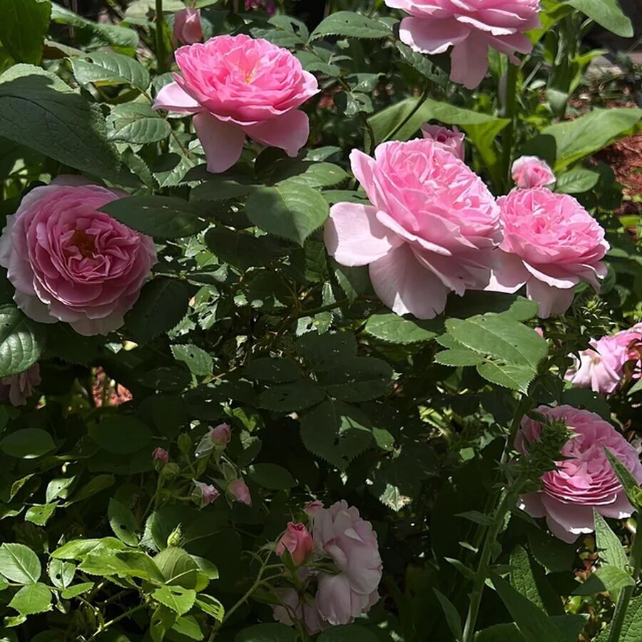 the ancient mariner from da blooming for the first time v0 08f9zi83ct2d1