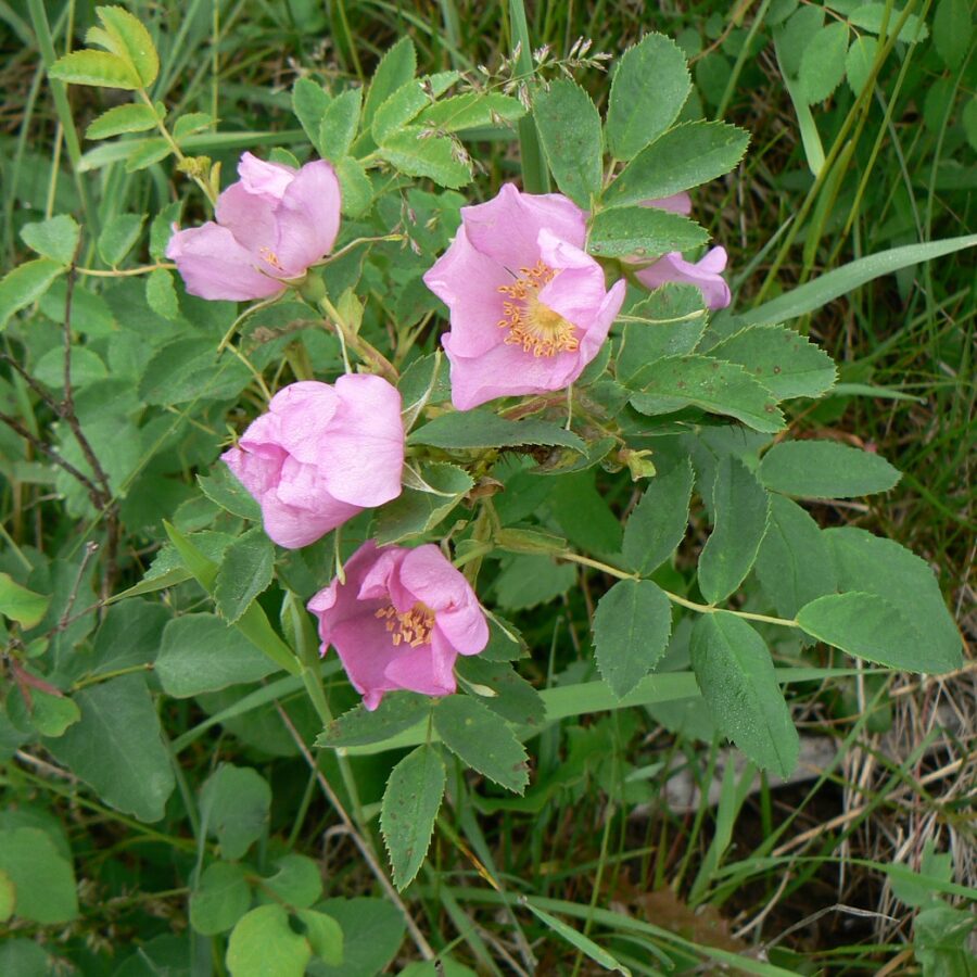 woods rose 96