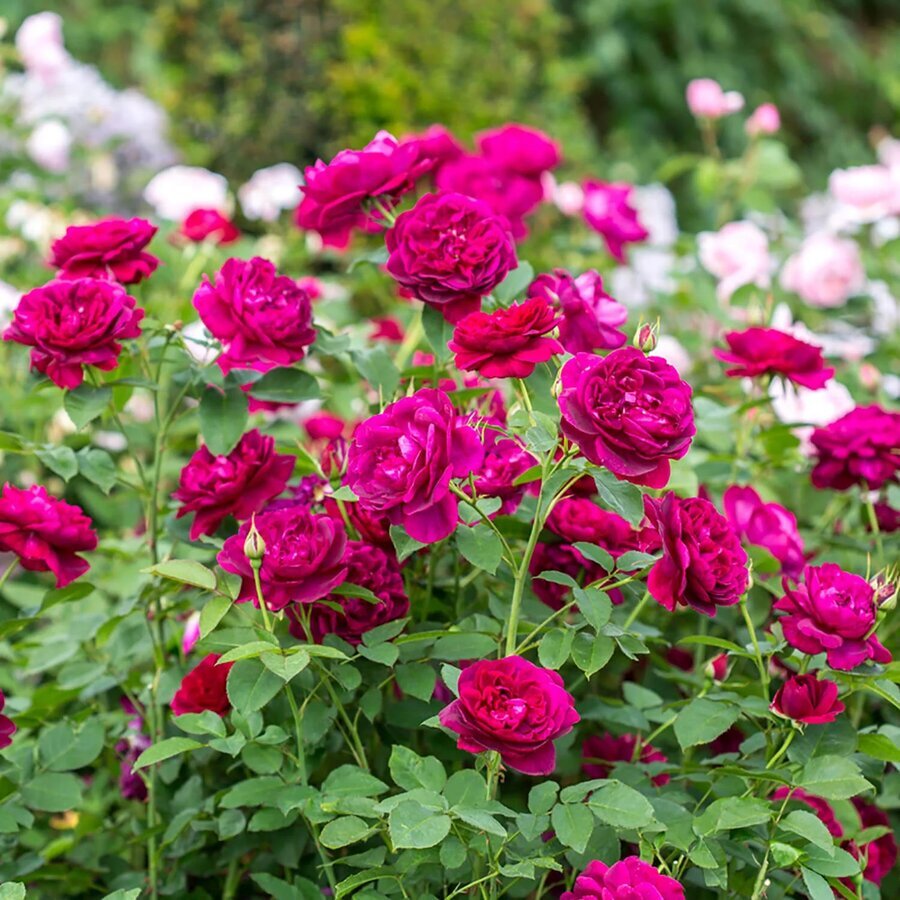 Hoa hồng Darcey Bussell