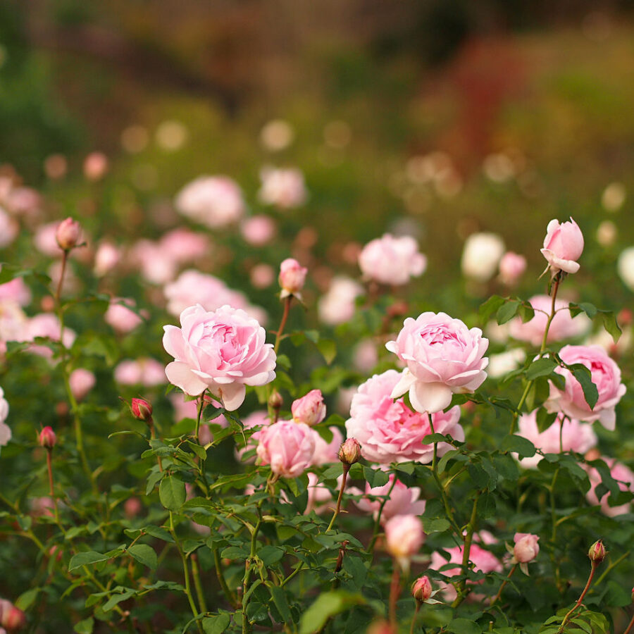 1280px RoseWife of Bathバラワイフ オブ バス 8171483453
