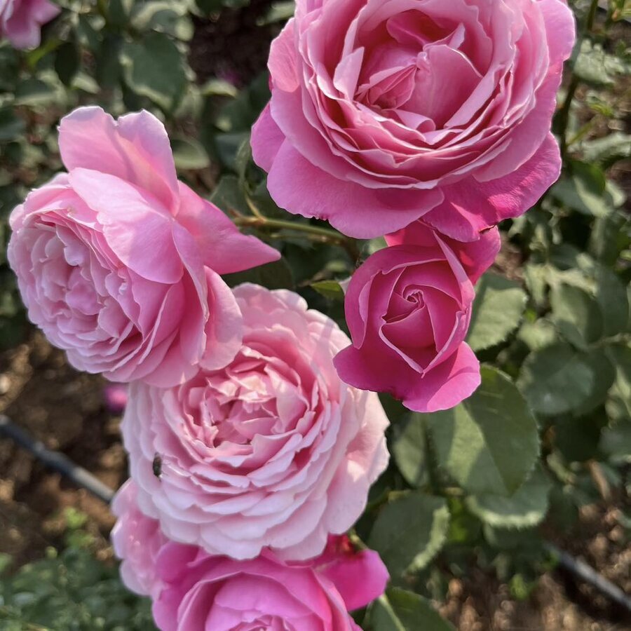Hoa hồng Soeur Emmanuelle rose