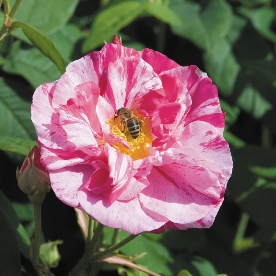 Hoa hồng Versicolor (Rosa mundi)
