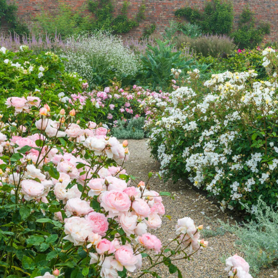 Gentle Hermione English Rose blooming in the garden 82807