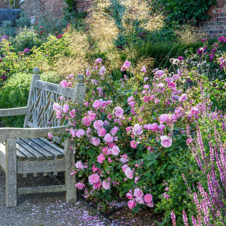 Harlow Carr English Rose in the front yard 70217