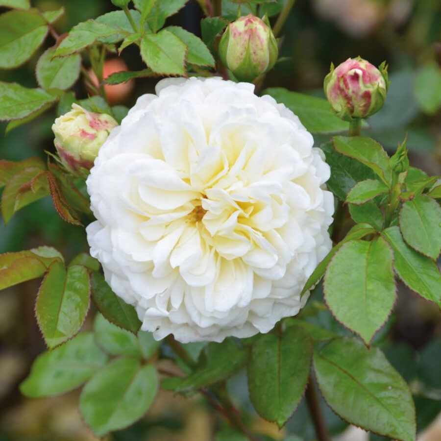 Healthy Tranquillity Rose 55188
