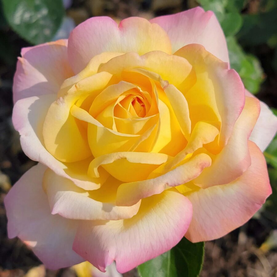 Hoa hồng Peace rose